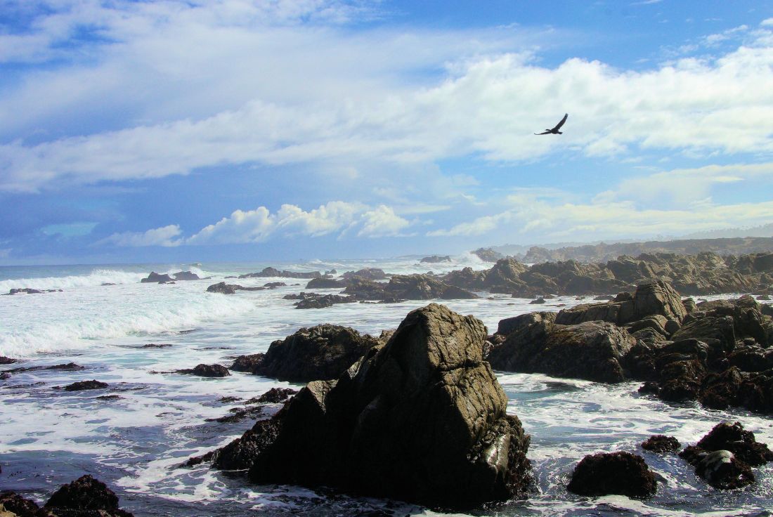 água, mar, oceano, praia, praia, paisagem, Costa, pedra, pássaro