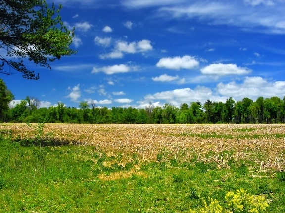 Free picture: field, landscape, nature, rapeseed, oilseed, grass