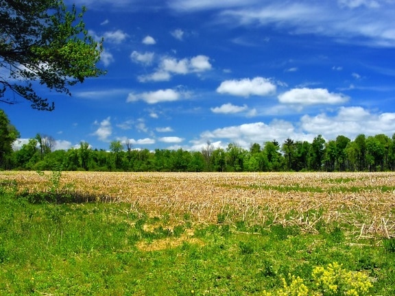 Natura, krajobraz, lato, trawa, niebo, obszarów wiejskich, pola