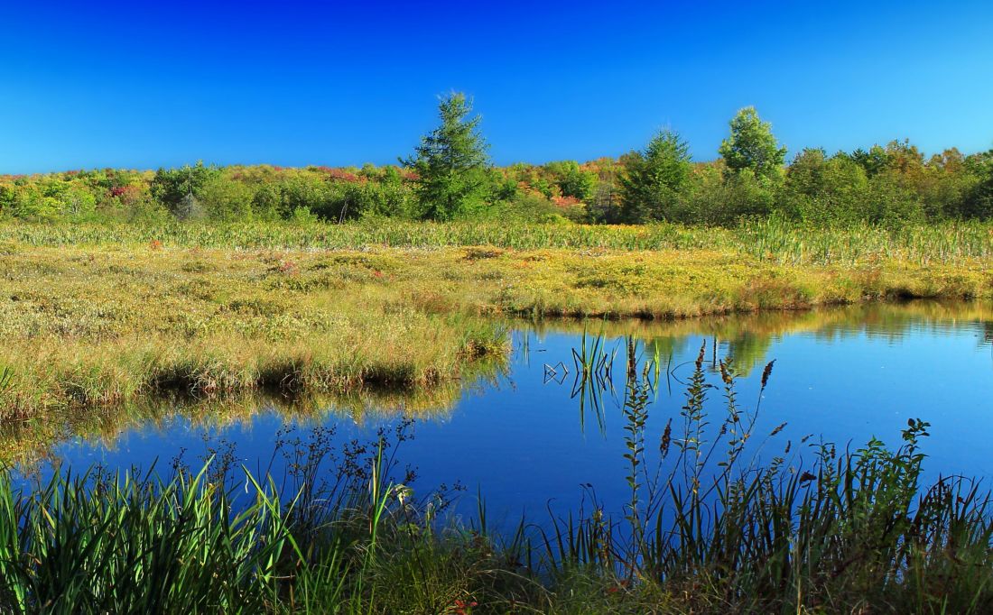 reflection, landscape, water, lake, nature, marsh, river