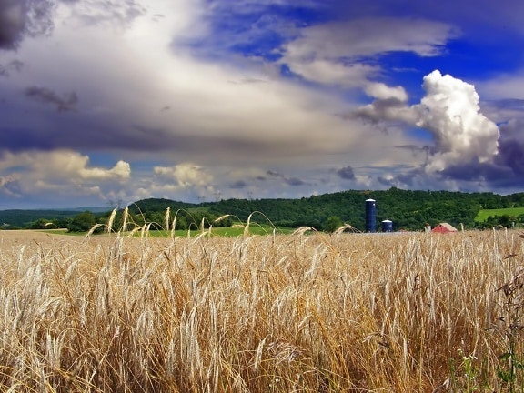 kukurydza, sunshine, rolnictwo, wsi, chmury, obszarów wiejskich, pola