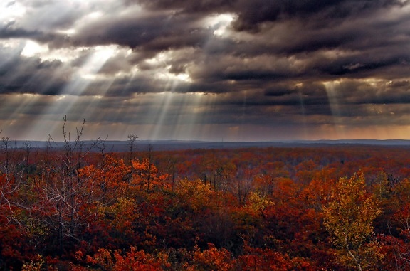 пейзаж, осень, лес, закат, Рассвет, дерево, природа, небо