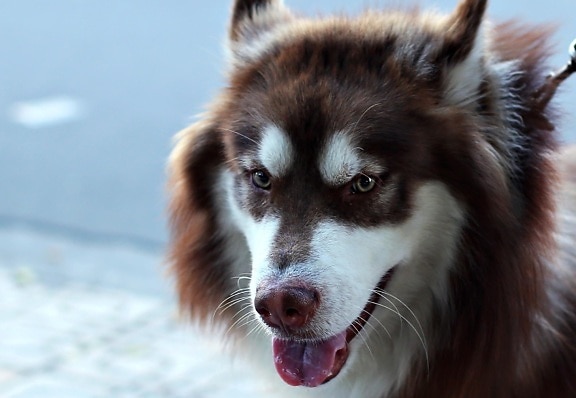 con chó, dễ thương, vật nuôi, chân dung, động vật, lông, răng nanh, husky, Siberi