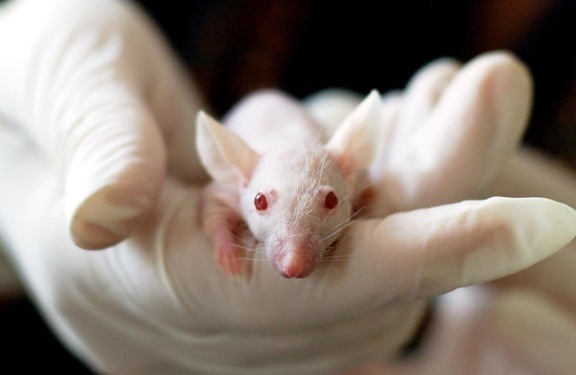 blanco, rata, roedor, mano, animal, ratón, albino
