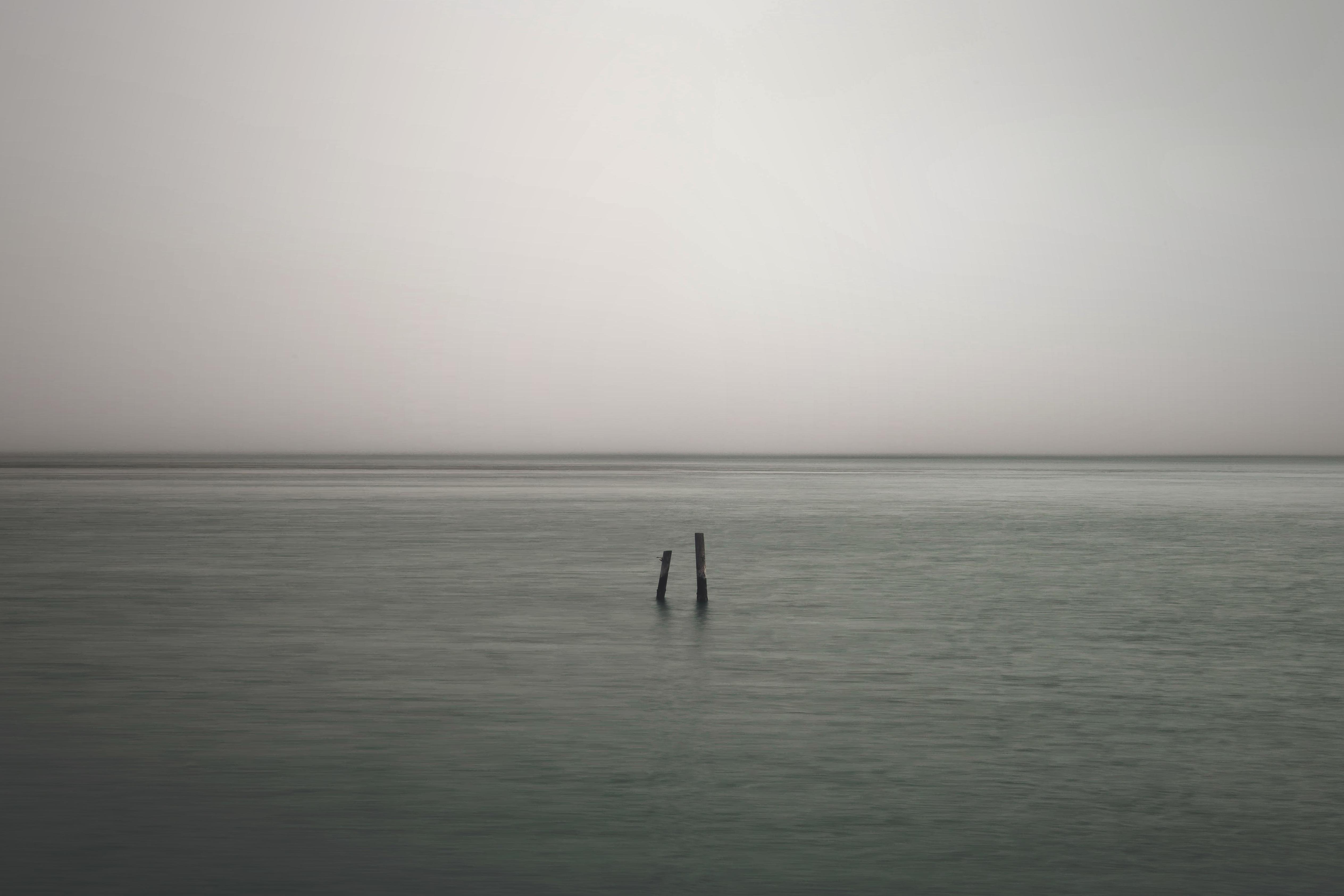 Одинокий грей. Депрессивное море. Мрачное море. Грустное море. Море в тумане.