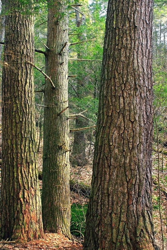 bois, arbre, nature, paysage, moss, conifère, écorce, chêne, en plein air