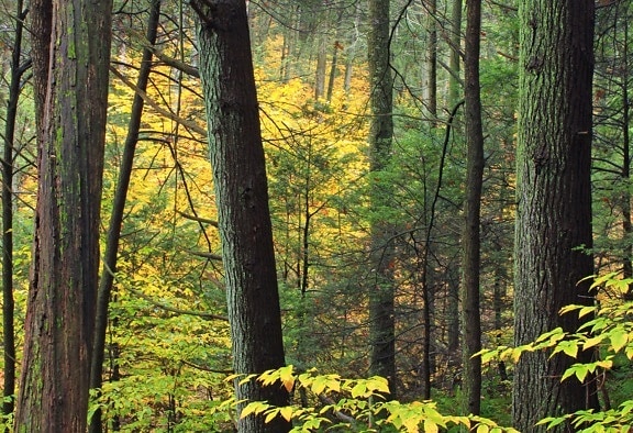 dřevo, listy, strom, příroda, mechu, kapradí, krajina, Les, v přírodě