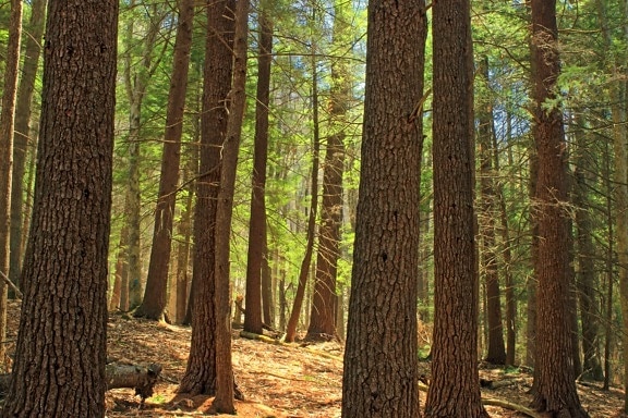 dřevo, strom, jehličnatý, příroda, krajina, jehličnatý strom, list