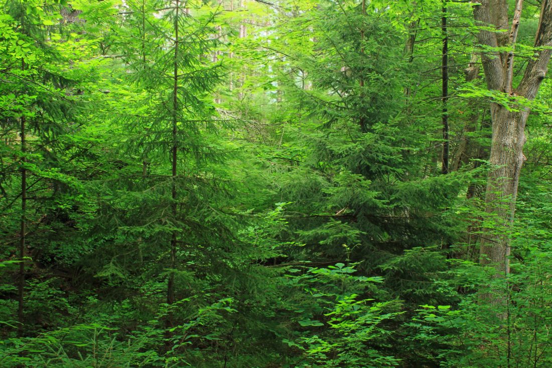 dřevo, listy, příroda, krajina, strom, kapradí, mech, zelená, větev, jehličnatý