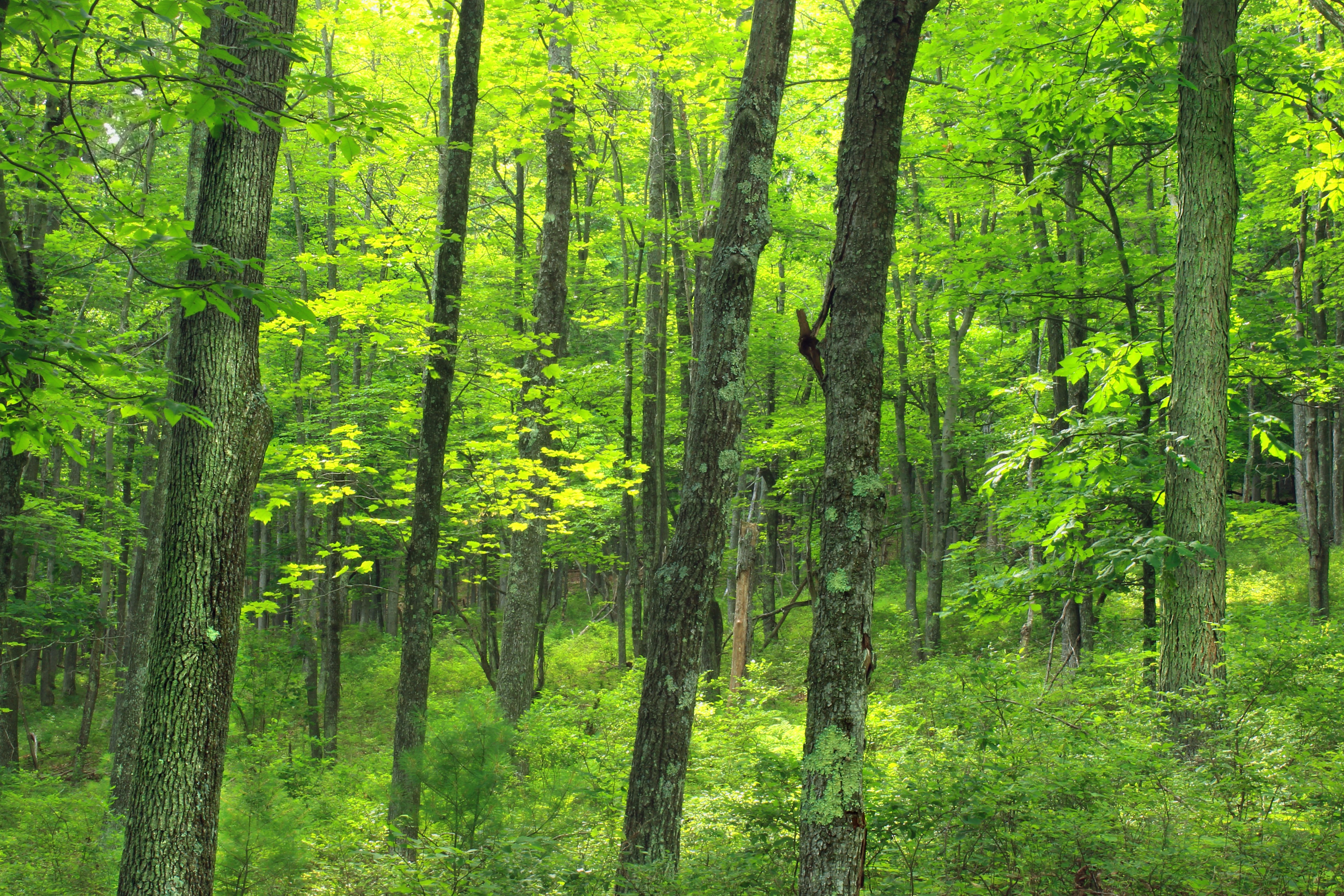 Image libre bois paysage arbre  nature feuilles 