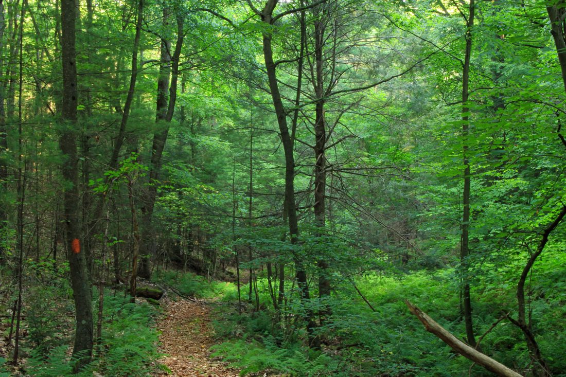drevo, príroda, list, krajiny, strom, lesnej ceste, zelená, lesa