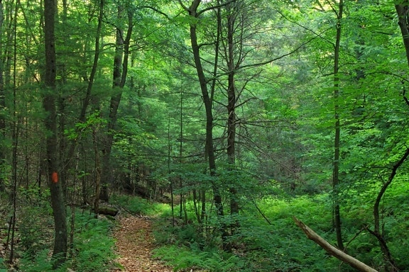 drewno, natura, liść, krajobraz, drzewa, leśną, zielona, lasu