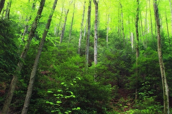 gỗ, cảnh, thiên nhiên, lá, cây, rừng, bạch dương, nhà máy, nơi hoang dã, màu xanh lá cây