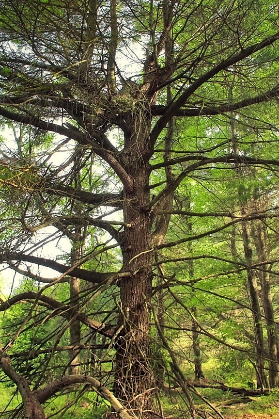 strom, Les, jehličnatý, dřevo, příroda, krajina, list, prostředí
