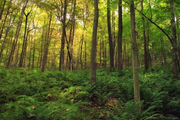 ξύλο, φύση, τοπίο, φύλλο, δέντρο, φτέρη, βρύα, πράσινα φύλλα, περιβάλλον