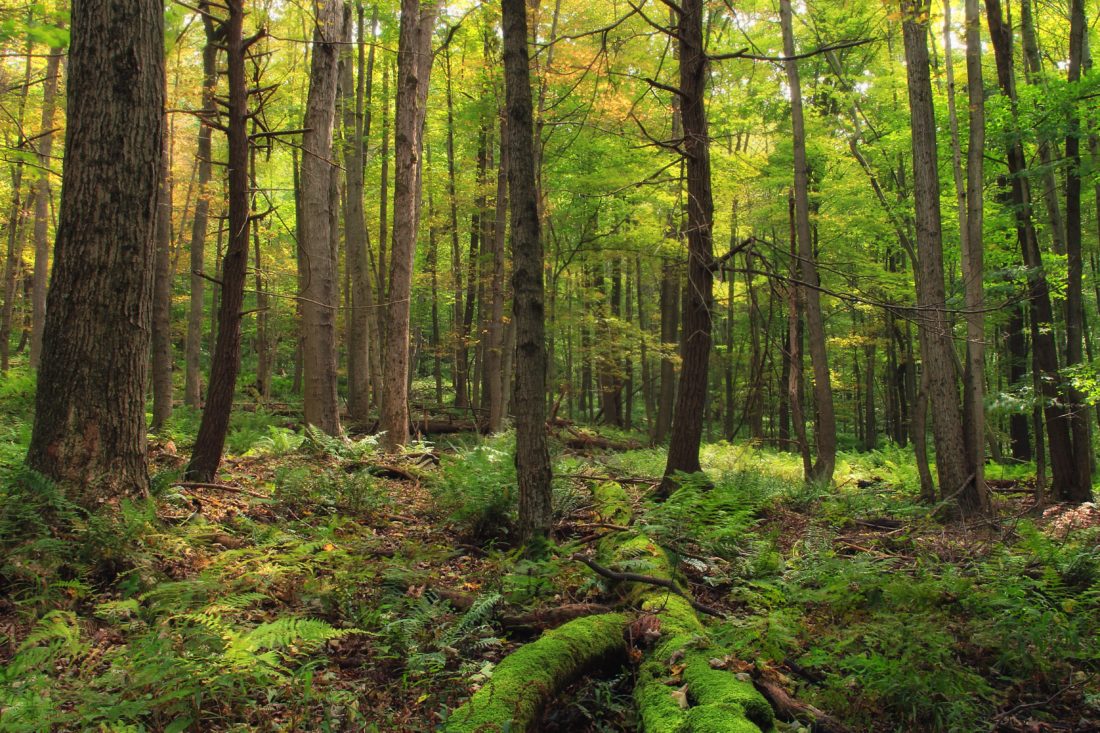 เฟิร์น ไม้ ภูมิทัศน์ ต้นไม้ ธรรมชาติ สิ่งแวดล้อม ใบ ป่า