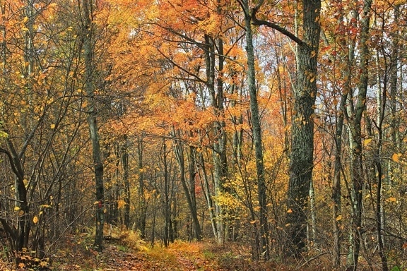 podzim, divočina, olistění, dřevo, listy, strom, krajina, příroda