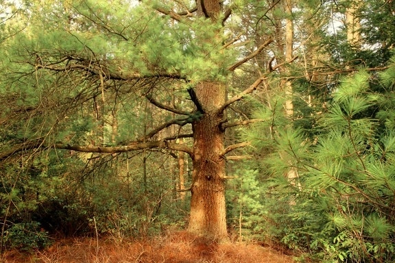 strom, dřevo, příroda, krajina, borovice, Les, jehličnatý
