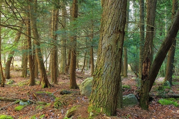 gỗ, cây, thiên nhiên, vân sam đỏ, spruce, cảnh quan, môi trường, lá