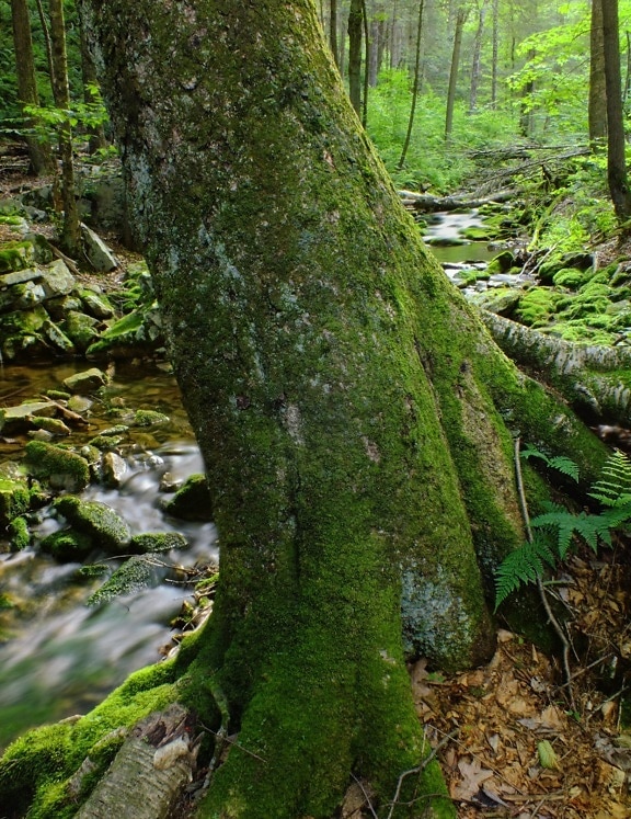 ป่า ป่า ไม้ ตะไคร่น้ำ ต้นไม้ ธรรมชาติ ใบ ภูมิทัศน์ ฝน เฟิร์น