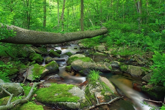 wood, nature, leaf, water, tree, moss, stream, landscape