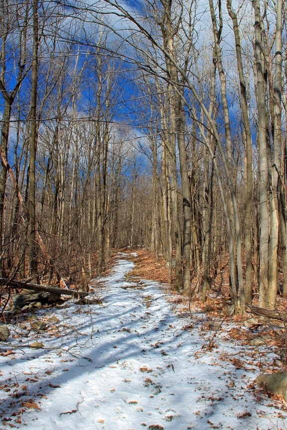 sentiero nel bosco, legno, neve, natura, paesaggio, albero, inverno