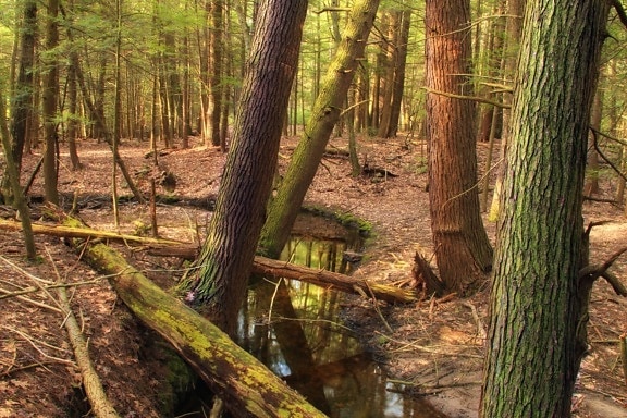 hout, boom, natuur, rivier, conifer, mos, ecologie, blad, landschap, milieu