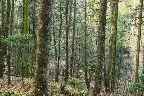 dřevo, jehličnatý, Les, příroda, strom, listy, krajina, větev