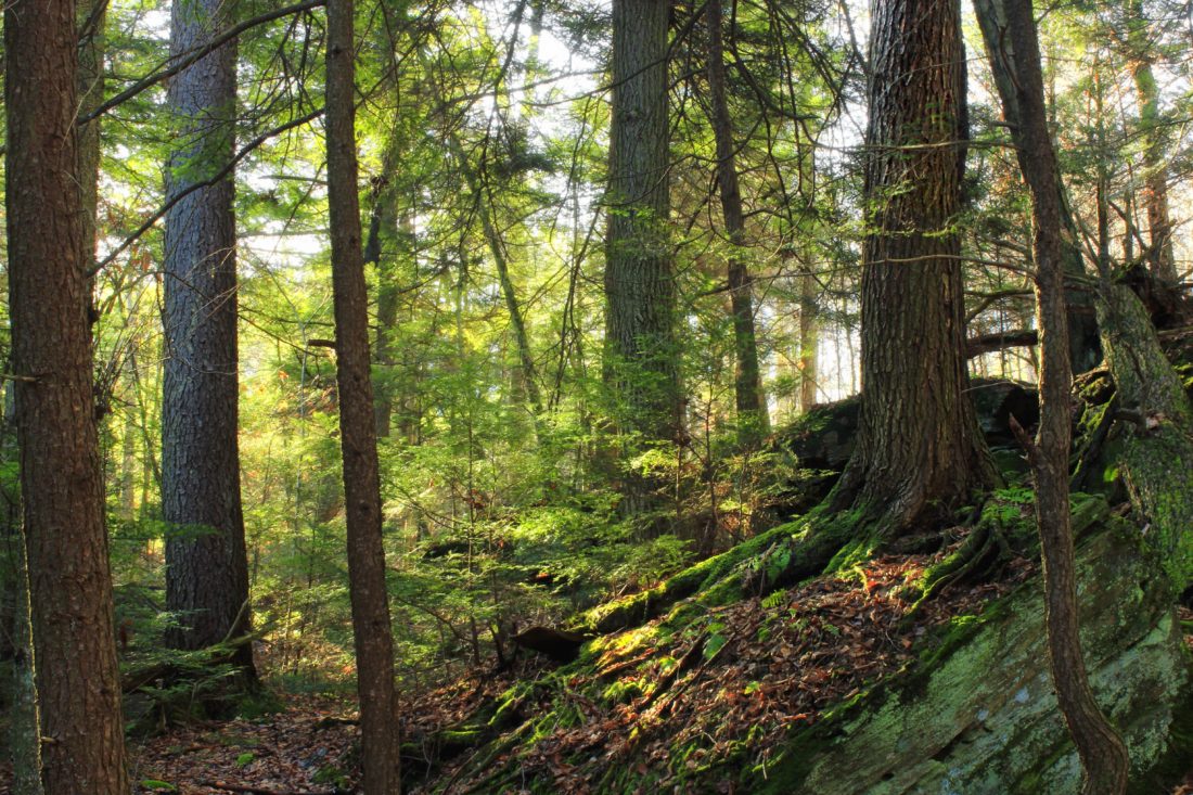 Moss, dřevo, strom, krajina, příroda, listí, jehličnatý, ekologie