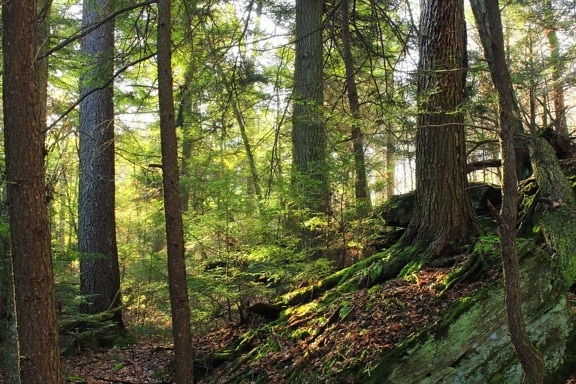 Moss, gỗ, cây, cảnh quan, thiên nhiên, lá, tùng, sinh thái
