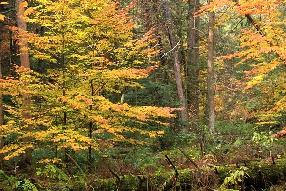 秋、森林、生態、葉、木、木、自然、風景