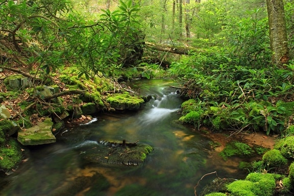 vatten, trä, natur, vattenfall, stream, floden, leaf, landskap, vildmark