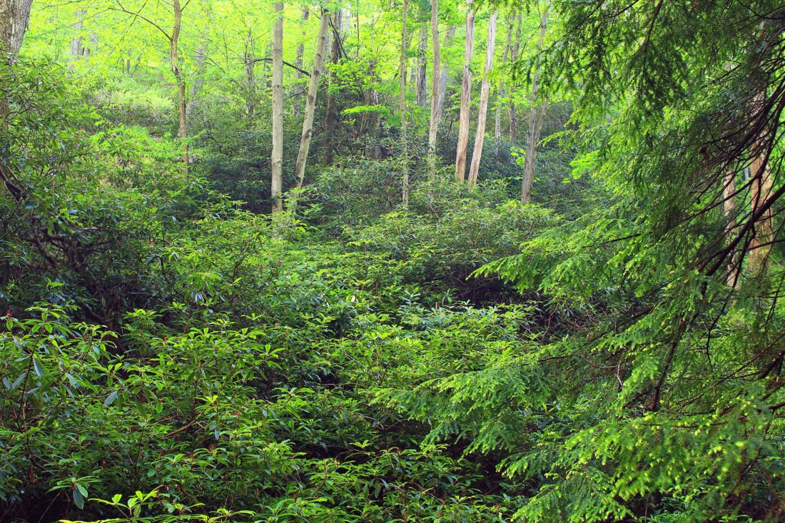 Bois et Forêts - Nature (49)