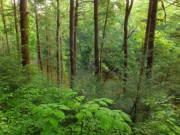 wood, nature, leaf, landscape, tree, rainforest, environment