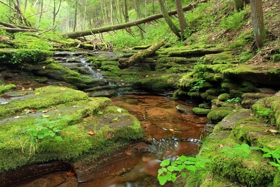 nature, forest, river, wood, water, moss, landscape, river, leaf, stream