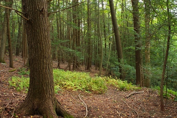 dřevo, strom, příroda, krajina, list, prostředí, Les