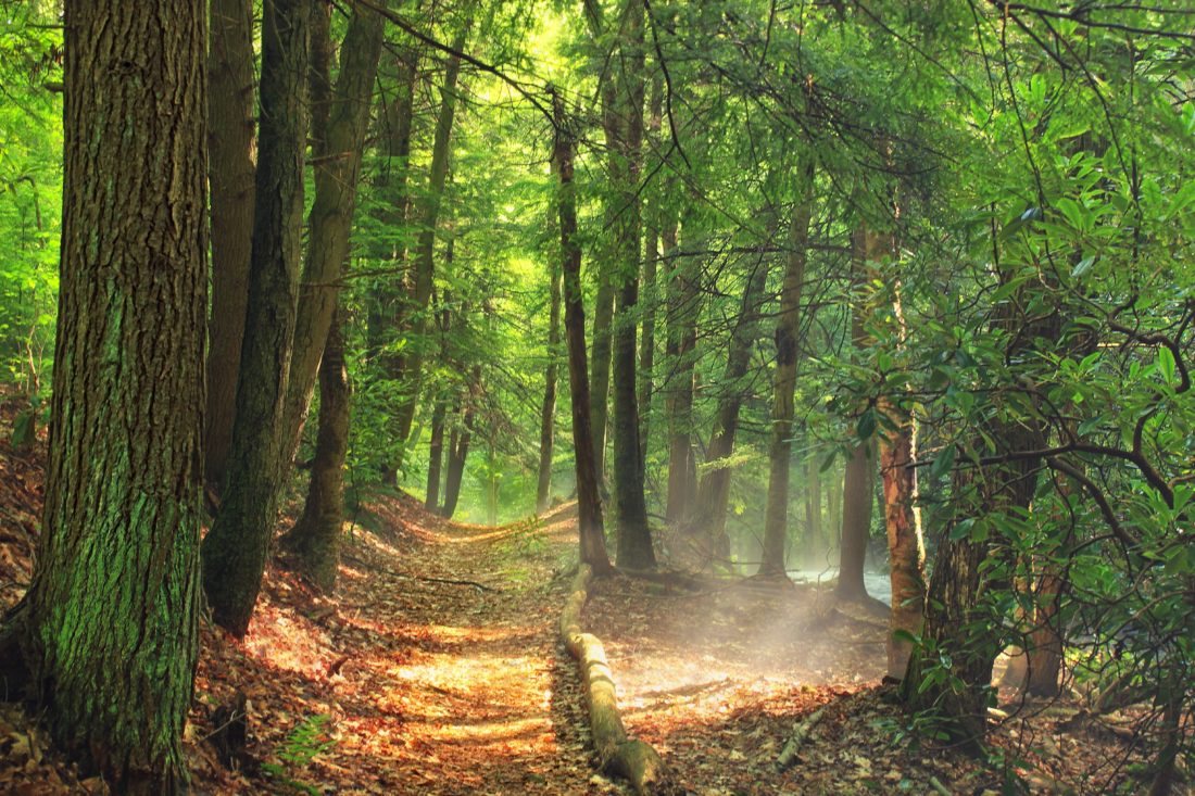 metsän polkua, puu, puu, maisema, luonto, lehti, ympäristö, ekologia