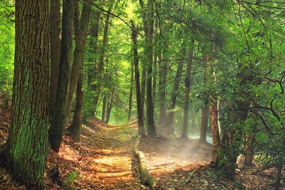 森の小道、木、木、風景、自然、葉、環境、生態