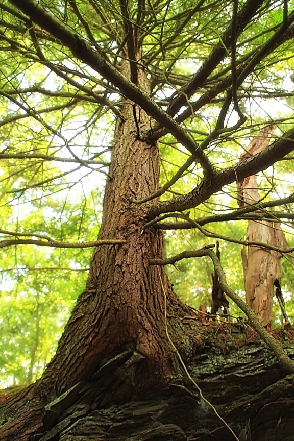 gỗ, cây, lá, chi nhánh, gốc, thiên nhiên, môi trường, vỏ cây, cảnh quan