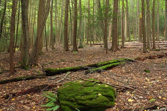 Moss, dřevo, strom, krajina, příroda, listí, prostředí, lišejník