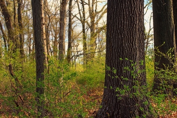 dřevo, strom, jaro, keř, ekologie, příroda, listí, krajina, Les, podzim