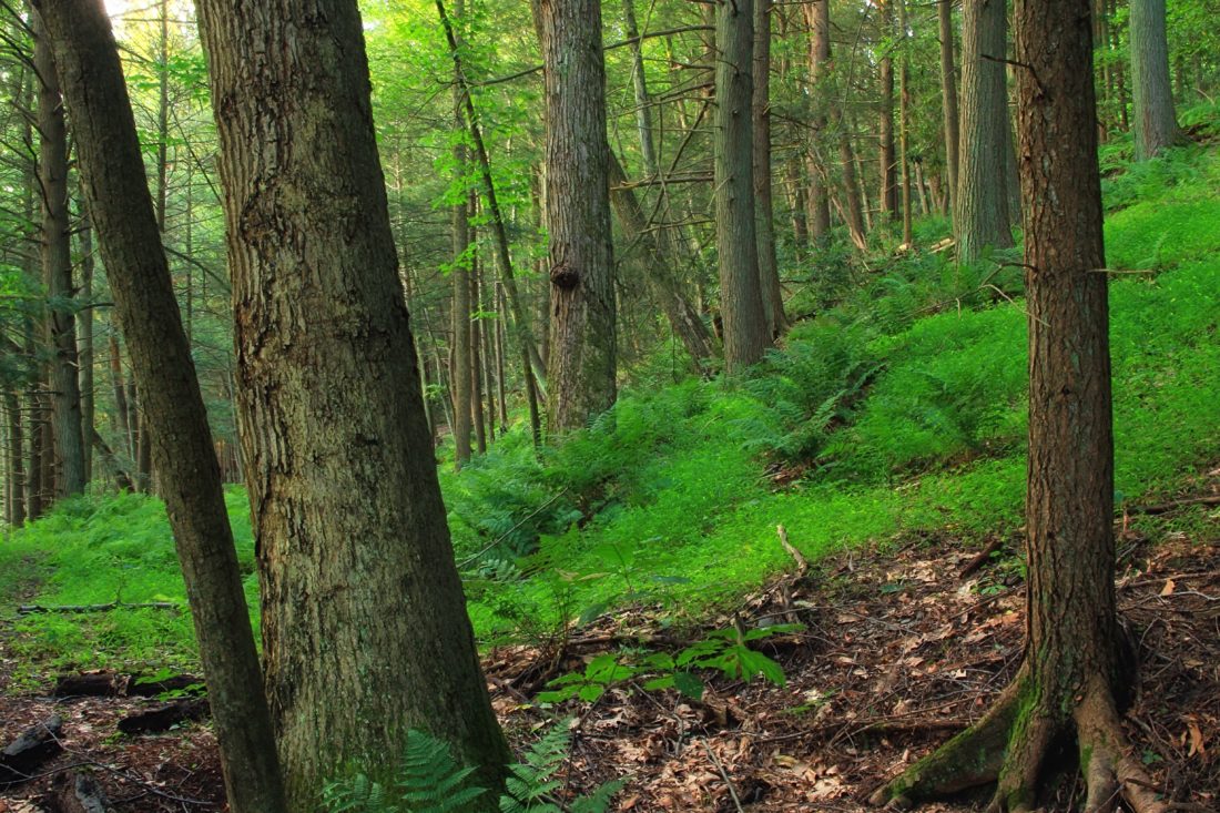 ไม้ ต้นไม้ มอส เฟิร์น นิเวศวิทยา ภูมิทัศน์ ธรรมชาติ ใบ สภาพแวดล้อม ป่า
