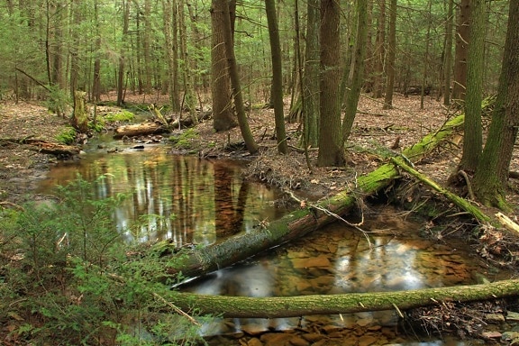 dřevo, řeka, voda, Les, strom, příroda, krajina, vody, list, prostředí