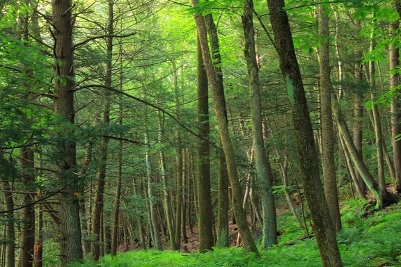 lemn, natura, copac, pădure, primăvară, frunze, peisaj, dawn, mediu