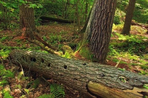 legno, albero, ecologia, natura, foglia, paesaggio, ambiente, foresta