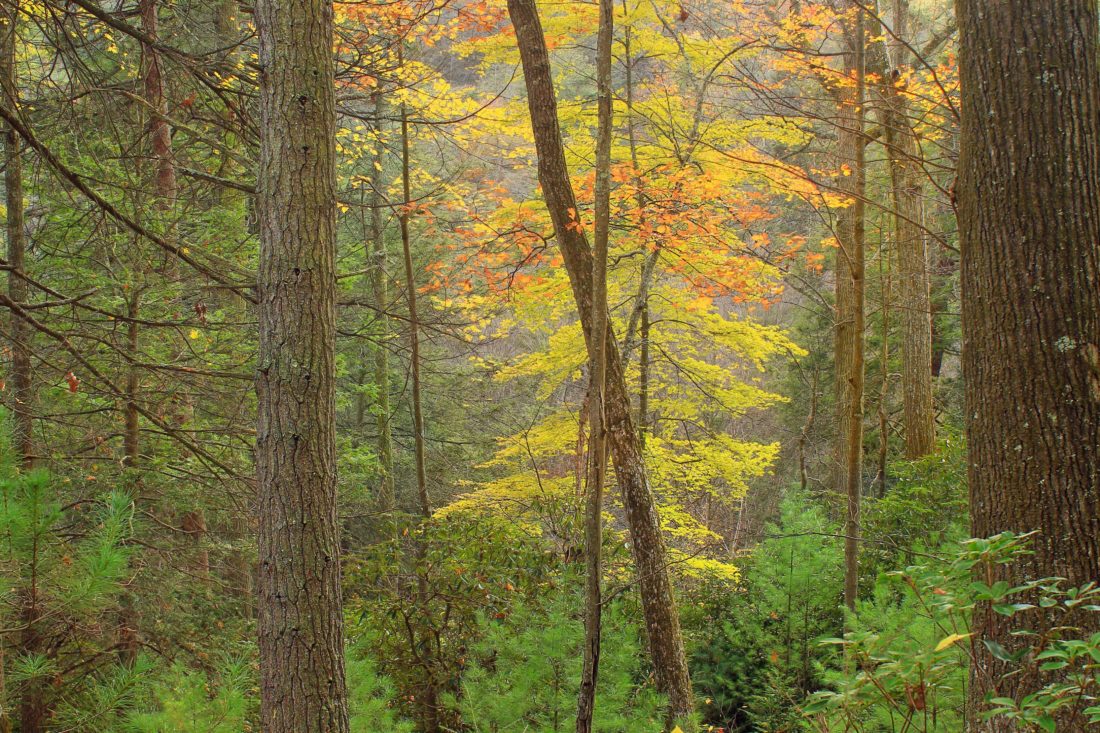 dřevo, podzim, Les, ekologie, strom, listy, příroda, krajina, Les