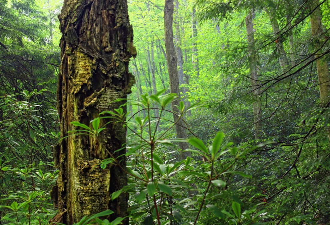 フリー写真画像 木材 木 自然 熱帯雨林 生態 葉 葉 風景 ジャングル