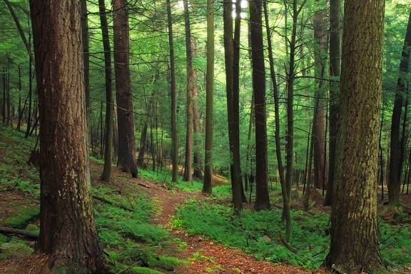 ξύλο, δέντρο, τοπίο, δάσος, οικολογία, φύλλωμα, φύση, φύλλο, περιβάλλον