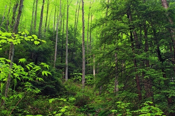 wood, moss, fern, spring, ecology, nature, tree, leaf, landscape