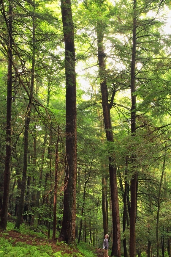 dřevo, strom, příroda, krajina, listí, Les, kapradí, prostředí
